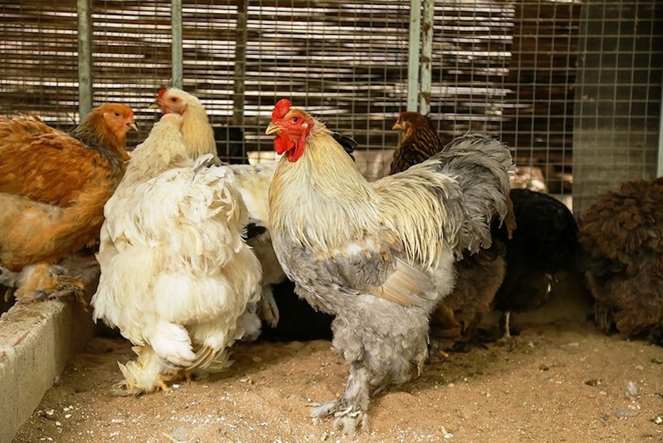 Gà "mặt quỷ", gà khổng lồ: Hàng độc, "giá khủng", đại gia săn lùng ăn Tết - 1 Gà kỳ lân, loại gà có thân hình “khổng lồ” nặng trên dưới 10kg. Loại gà này còn được mệnh danh là “vua gà” với giá bán từ 20-25 triệu đồng/cặp.