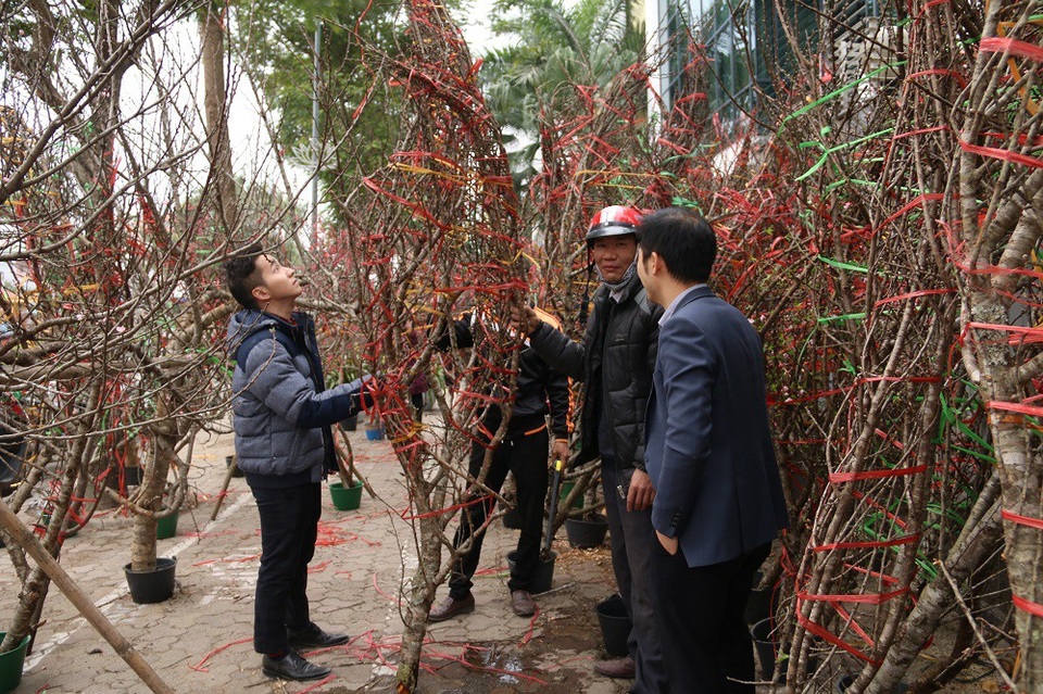 Kỳ lạ đào như que củi giá chục triệu “hút” khách chơi Tết - 4 Để có những cây đào rừng đẹp, các chủ vườn thường phải thuê người lặn lội vào các cánh rừng “sâu” để săn tìm, sau đó thuê xe đánh về Hà Nội. Năm nay thời tiết thuận lợi nên theo các chủ buôn, đào rừng dự tính sẽ kịp bung nở trong dịp Tết Nguyên đán.