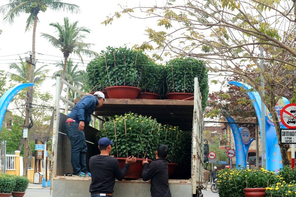 Các loại hoa cảnh cũng đã được vận chuyển đến TP Hội An để phục vụ người dân
