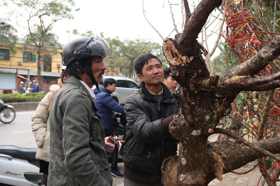 Kỳ lạ đào như que củi giá chục triệu “hút” khách chơi Tết - 9 Một gốc đào cổ thụ có giá vào khoảng 10 triệu đồng được bày bán trên đường Lạc Long Quân (Hà Nội)