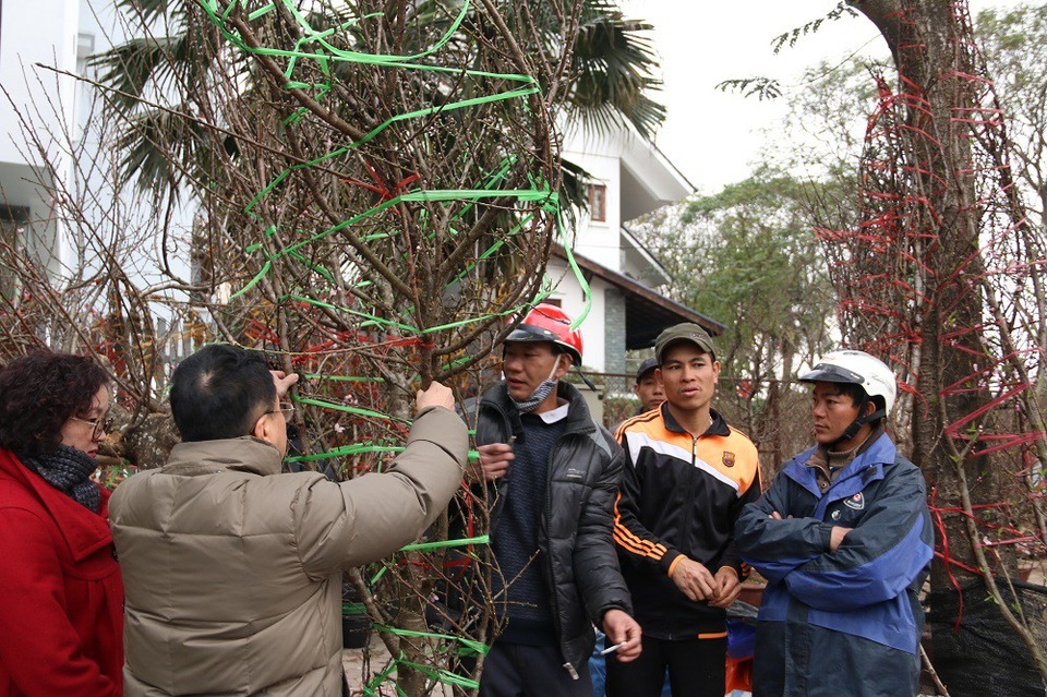 Kỳ lạ đào như que củi giá chục triệu “hút” khách chơi Tết - 10 Các gốc đào rừng được bọc dây cẩn thận để tránh gẫy cành. Thời điểm này, đa phần các gốc đào rừng chưa bung hoa, nảy nụ.