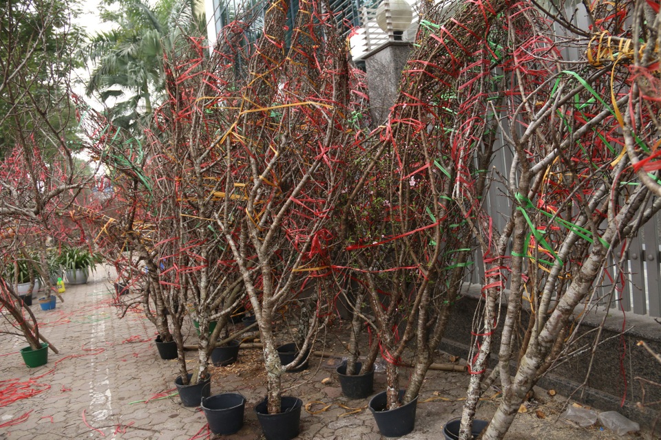 Kỳ lạ đào như que củi giá chục triệu “hút” khách chơi Tết - 12 Nhiều dân chơi quan niệm, sở hữu được một gốc đào cổ thụ với dáng độc là năm mới sẽ gặp nhiều may mắn, phát lộc trong làm ăn. Vì thế, dù có giá cao song rất nhiều người vẫn sẵn sàng móc hầu bao. Đây cũng là lý do mà mỗi năm có hàng trăm thương lai đổ bộ lên các cánh rừng Tây Bắc để săn được đào rừng cổ thụ!.