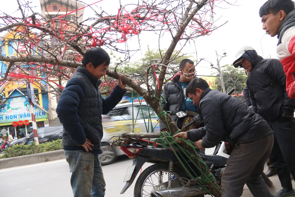 Kỳ lạ đào như que củi giá chục triệu “hút” khách chơi Tết - 7 Một gốc đào rừng có giá vào khoảng 6 triệu, nổi bật bởi thân rêu mốc và tán xòe rộng, nhiều lộc, nụ.