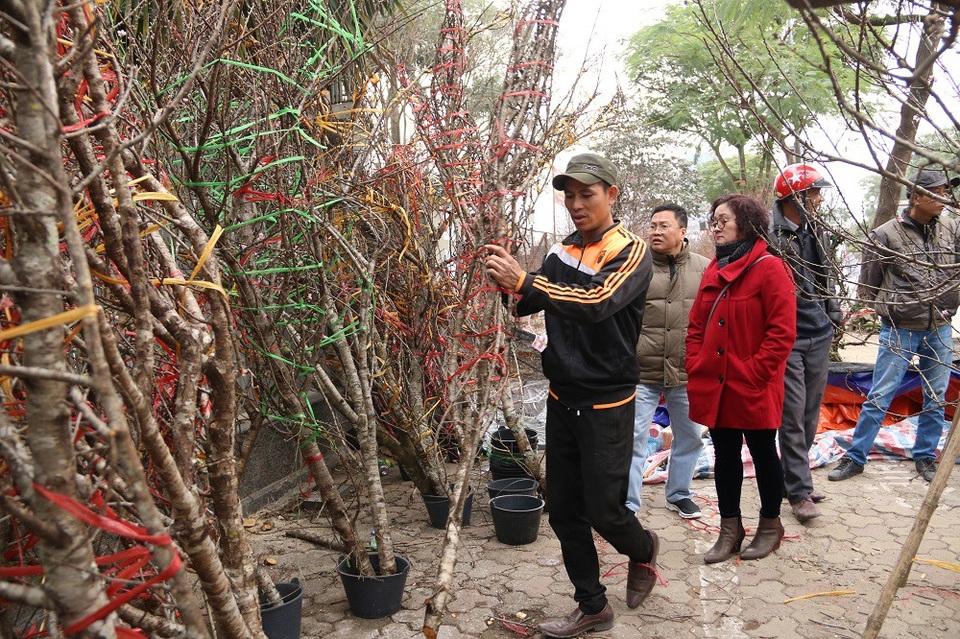 Kỳ lạ đào như que củi giá chục triệu “hút” khách chơi Tết - 2 Tại khu vực đường Lạc Long Quân (Hà Nội), có khoảng hơn chục hàng bán đào rừng. So với mọi năm, giá đào năm nay không có nhiều biến động. Trung bình, một cây đào rừng đẹp có giá dao động từ 1 – 5 triệu, những gốc đào cổ thụ, dáng thế đẹp có thể được trả giá trên 10 triệu đồng. Anh Nam, một thương lái buôn đào rừng cho biết, năm nay anh lấy được khoảng 300 gốc đào rừng ở Mộc Châu (Sơn La) đến thời điểm này chỉ còn khoảng 80 gốc. Trong đó, những gốc đẹp, có giá trị đa phần đã bán hết.
