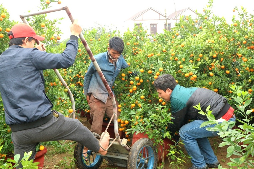 Hiện người dân đang tất bật vận chuyển những “đứa con cưng” của mình đi khắp các nơi trong và ngoài tỉnh để cung ứng cho thị trường Tết sắp đến