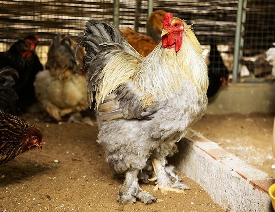 Gà "mặt quỷ", gà khổng lồ: Hàng độc, "giá khủng", đại gia săn lùng ăn Tết - 2 Gà kỳ lân khá hiếm gặp trên thị trường và thường chỉ dành cho những khách hàng nhiều tiền.