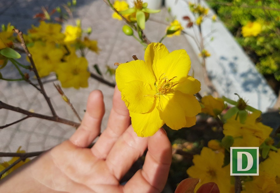 Hàng mai cổ thụ hơn 20 năm tuổi, quyến rũ nhất ở Nha Trang - 3 Không ít người mê mẩn trước vẻ đẹp của hàng mai độc này