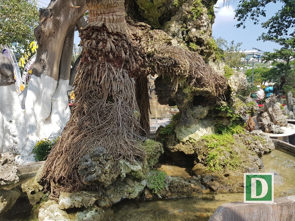 Cây dừa "lạ" hơn 60 năm sống trên đá vẫn cho trái - 3 Bỗ rễ dừa bám chặt vào đá được cố định trong bể chứa và bên dưới là nước
