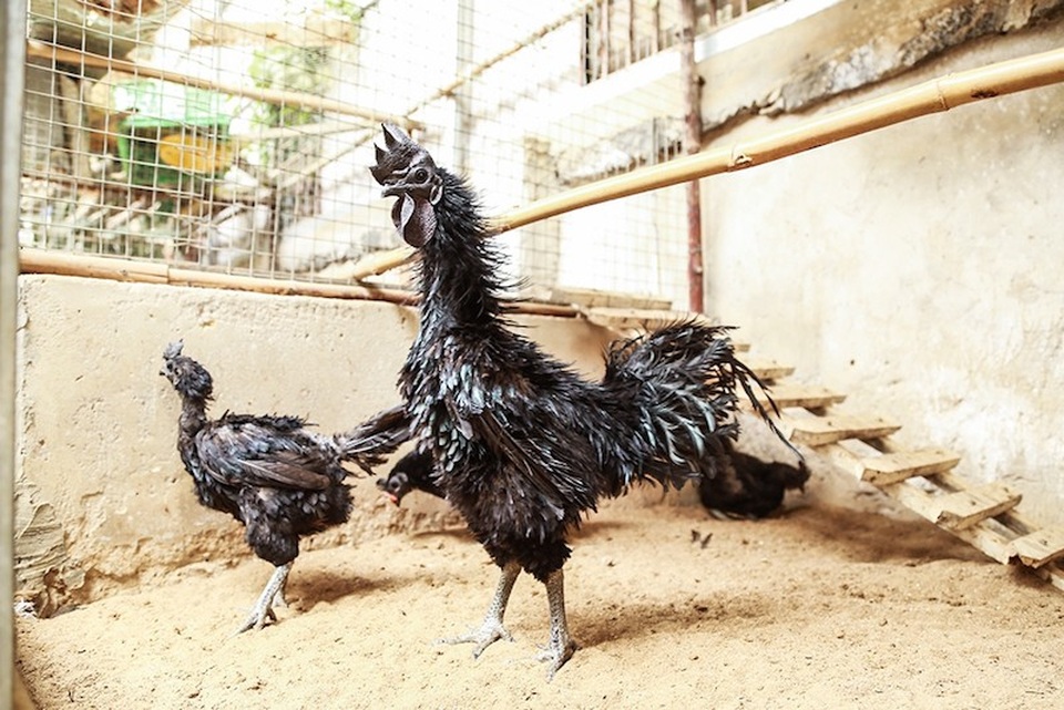 Gà "mặt quỷ", gà khổng lồ: Hàng độc, "giá khủng", đại gia săn lùng ăn Tết - 3 Gà mặt quỷ có xuất xứ từ đảo Java (Indonesia). Gà mặt quỷ có toàn thân màu đen, kể cả nội tạng và máu cũng có màu đen.