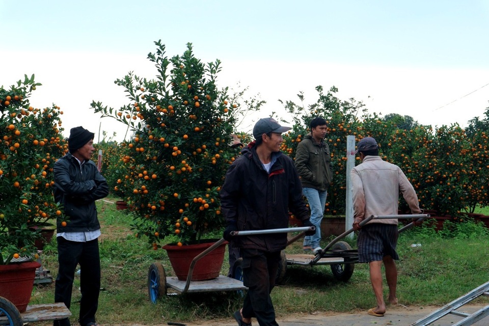Theo ông Nguyễn Văn Dũng (người dân trồng quất Cẩm Hà, Hội An) chia sẻ, năm nay thương lái thu mua số quất cảnh gia đình ông được khoảng hơn 100 triệu đồng, cao hơn 10% so với năm ngoái