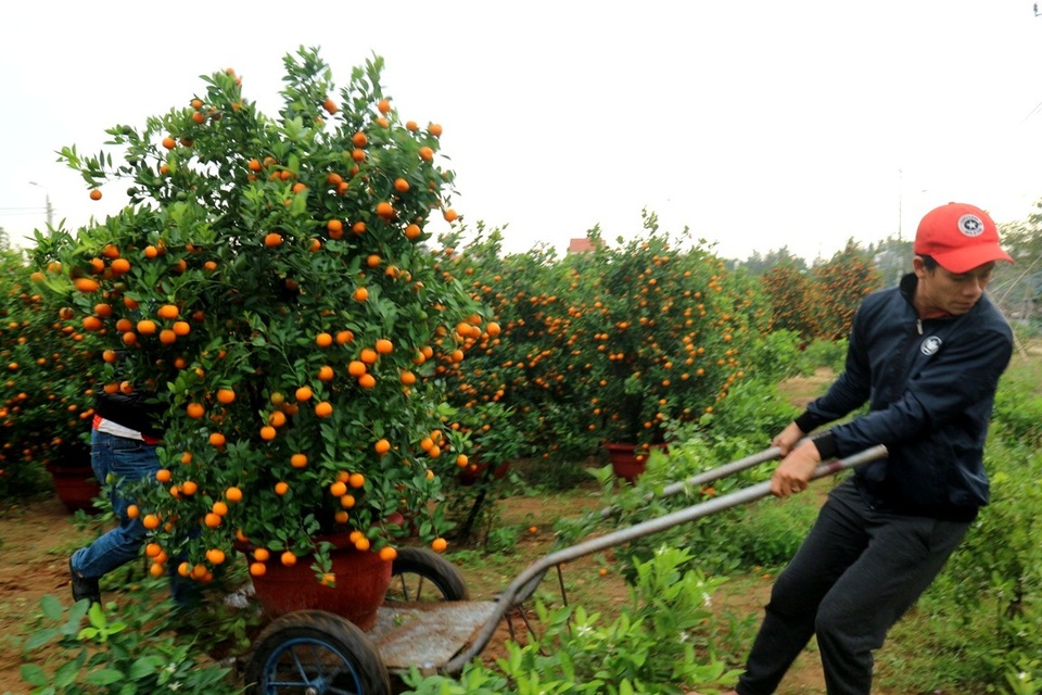 Các công đoạn vận chuyển quất khá vất vả nên cần nhiều người trợ giúp. Người bốc vác quất phải đảm bảo chậu quất không bị dập nát trong quá trình bốc xếp, người làm cần sự tỉ mỉ và thận trọng thì mới hy vọng mùa sau chủ sẽ thuê tiếp