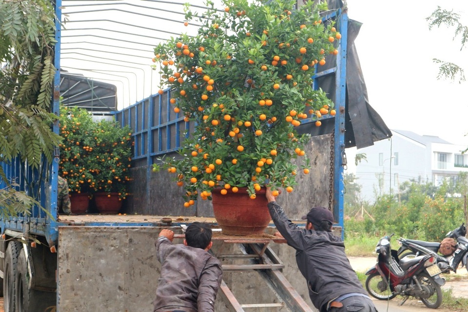 Các nhóm thường thống nhất giá với nhau để bốc xếp tránh tình trạng tranh giành hay ép giá. Tùy theo kích cỡ các chậu quất cũng như số lượng chậu được chuyển đi mà giá công cán khác nhau. Đây chỉ là công việc thời vụ nhưng đem lại thu nhập khá cho mỗi dịp cuối năm, nên thu hút khá đông lao động