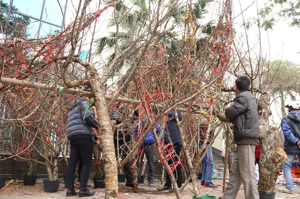 Kỳ lạ đào như que củi giá chục triệu “hút” khách chơi Tết - 5 Các gian hàng bán đào rừng luôn tập nập khách tìm đến mua từ sớm.