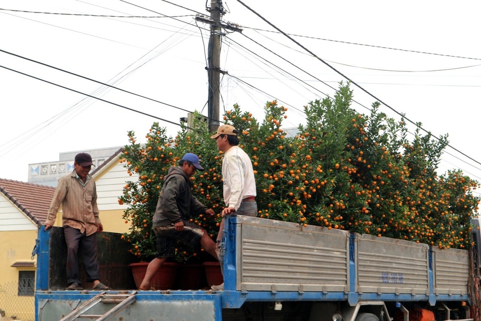 “Thủ phủ” quất những ngày này nhộn nhịp xe tải lớn nhỏ nối đuôi nhau ra vào, rộn ràng trên khắp các ngả đường. Nếu vận chuyển đường xa thương lái thường chở quất từ trước 10-20 ngày, đường gần thì giáp Tết khoảng 4-6 ngày sẽ cho xe đến chuyển đi