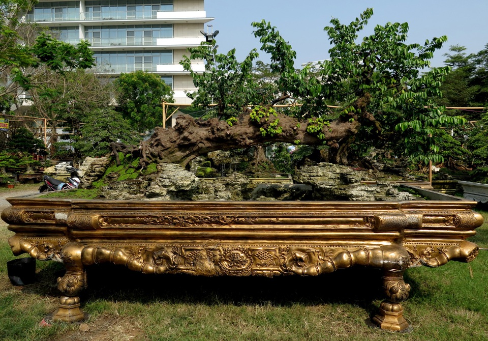 Cây khế được tạo dáng nằm ngang với quả nhỏ xinh xắn được “hét” giá 1,5 tỷ đồng