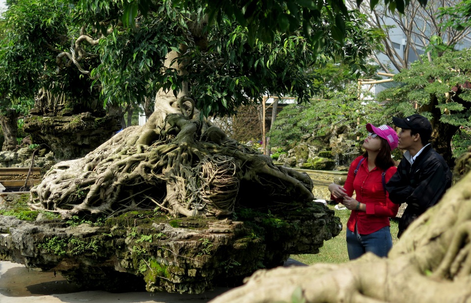 Nhiều người tham quan hội hoa không khỏi trầm trồ khen ngợi dáng cây khá đẹp và công phu. Bộ rễ được tạo dáng hình kim quy nằm trên tảng đá.