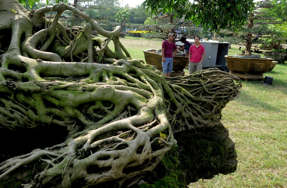 Theo anh Nguyễn Trọng Huy (quê Bến Tre, chủ cặp cây kiểng này cho biết), để tạo ra hình dáng ngày hôm nay anh phải mất nhiều công sức và thời gian mới có được.