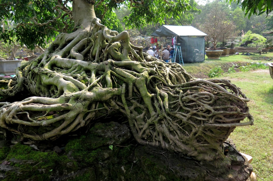 “Cây sanh này tôi mua từ Nam Định vào, gần chục năm nay bỏ công sức mới tạo được hình. Ước tính cây này có tuổi đời hơn 90 năm” – anh Huy nói.