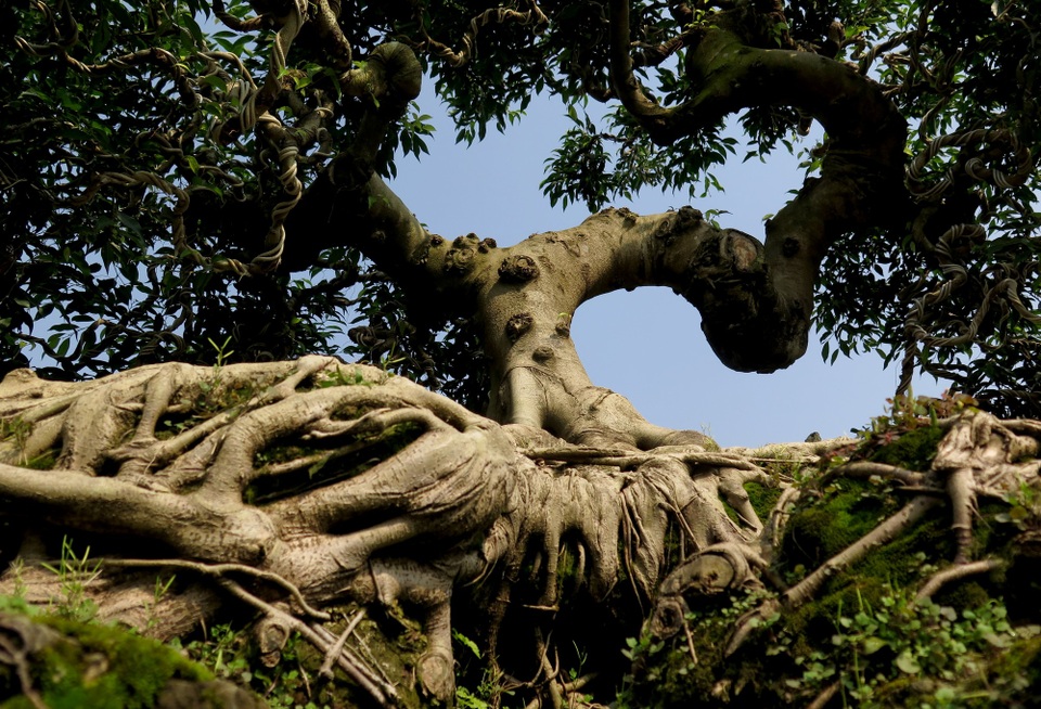 Bộ rễ bám chặt vào tảng đá san hô phía dưới, tán cây uốn cong hình rồng tạo nên những đường nét khiến nhiều người ngạc nhiên.