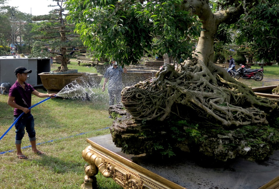 Cũng theo chủ nhân cặp cây sanh độc đáo này, loại cây sanh rất dễ sống, chỉ cần tưới nước đầy đủ là được, không cần phân bón hay những loại thuốc nào.