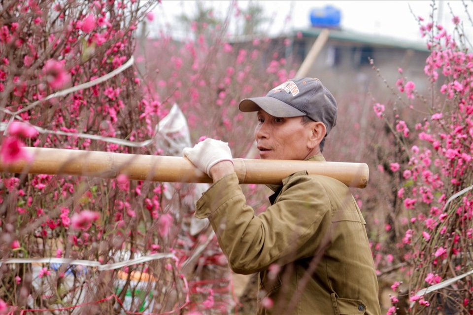
Họ đã gắn bó với cái nghề này từ rất lâu, từ 11 đến 12 năm dù công việc này chỉ&nbsp; mang tính thời vụ 1 đến 2 tháng trước tết. Khi được hỏi về lương ông Vân hóm hỉnh: “Lương của tôi bây giờ con hơn cả lương giám đốc, vợ con tôi và các cháu ở nhà trông tất vào 2 tháng ở cái vườn đào này thôi”
