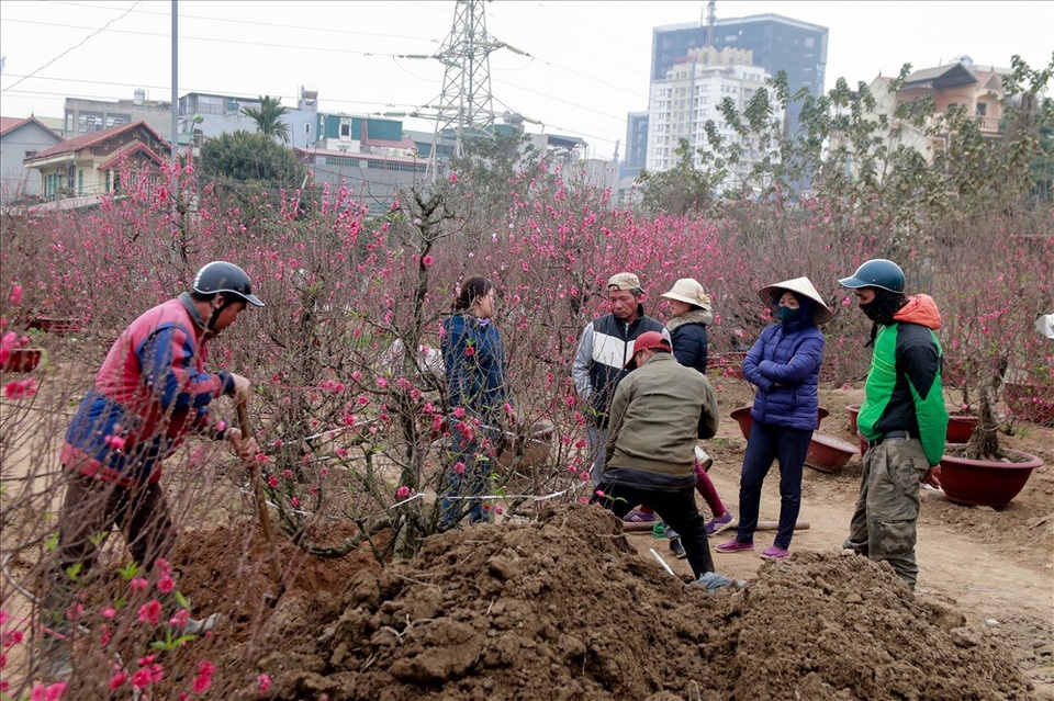
Ở vườn việc đào và di chuyển cây rất vất vả và khó khăn
