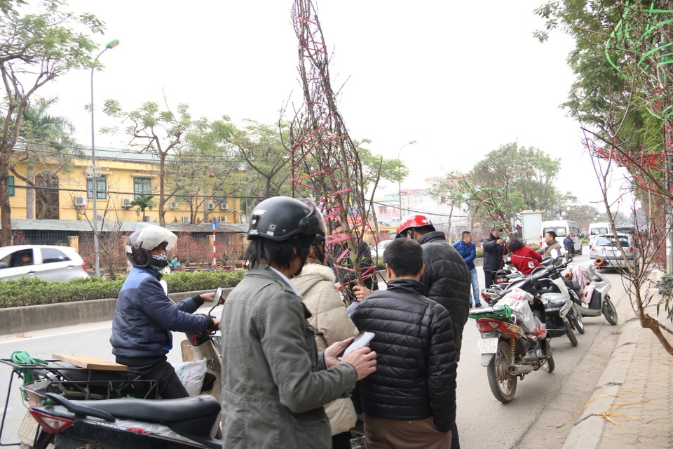 Kỳ lạ đào như que củi giá chục triệu “hút” khách chơi Tết - 6 Đào rừng có đủ mọi kích cỡ, hình dáng trong đó nhiều cây cao từ 3-5m.