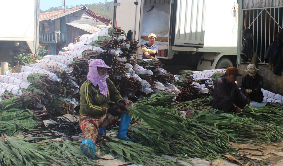 Nhà vườn phấn khởi vì lay ơn được mùa trúng giá - 8 Giá hoa cao và ổn định từ đầu vụ cho đến hôm nay nên cả thương lái và nhà vườn đều lãi cao