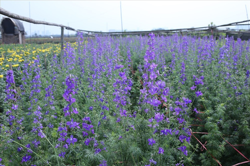 Làng hoa Tây Tựu "đánh cược" vụ Tết vì giá lạnh - 1