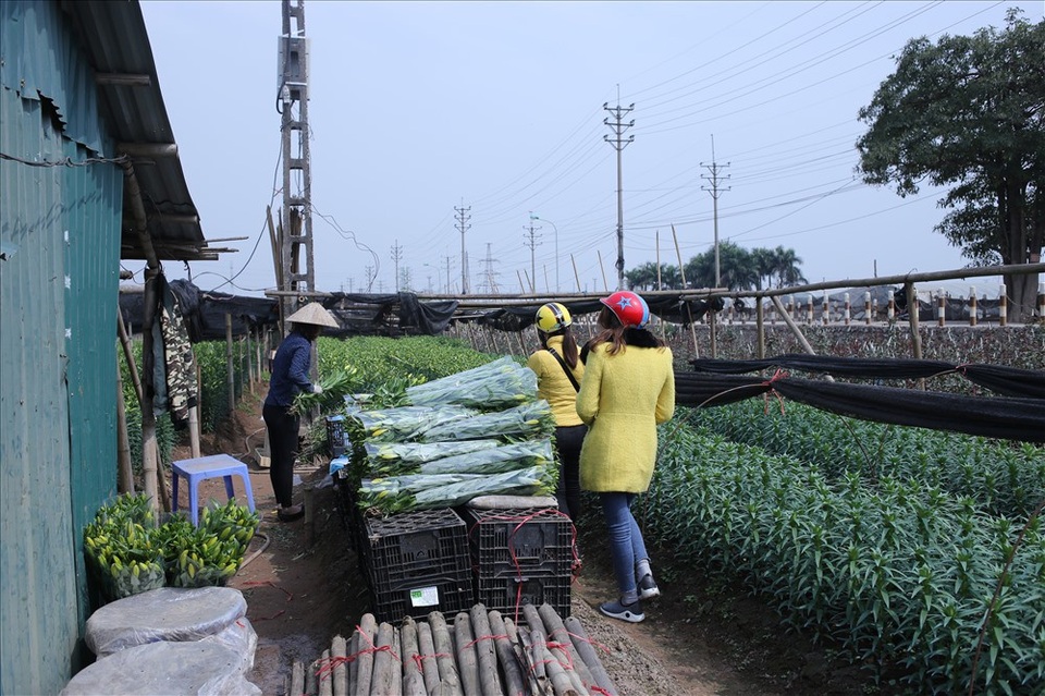 Làng hoa Tây Tựu "đánh cược" vụ Tết vì giá lạnh - 11