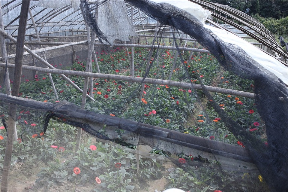 Làng hoa Tây Tựu "đánh cược" vụ Tết vì giá lạnh - 12