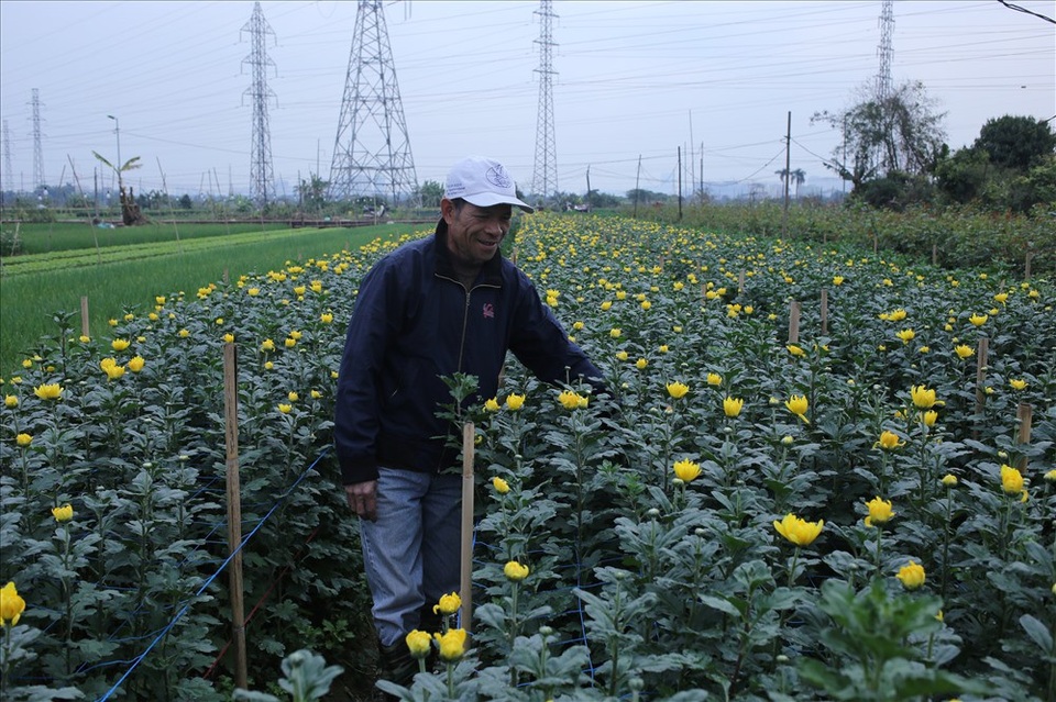 Làng hoa Tây Tựu "đánh cược" vụ Tết vì giá lạnh - 3