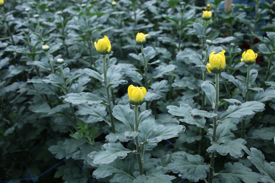 Làng hoa Tây Tựu "đánh cược" vụ Tết vì giá lạnh - 4