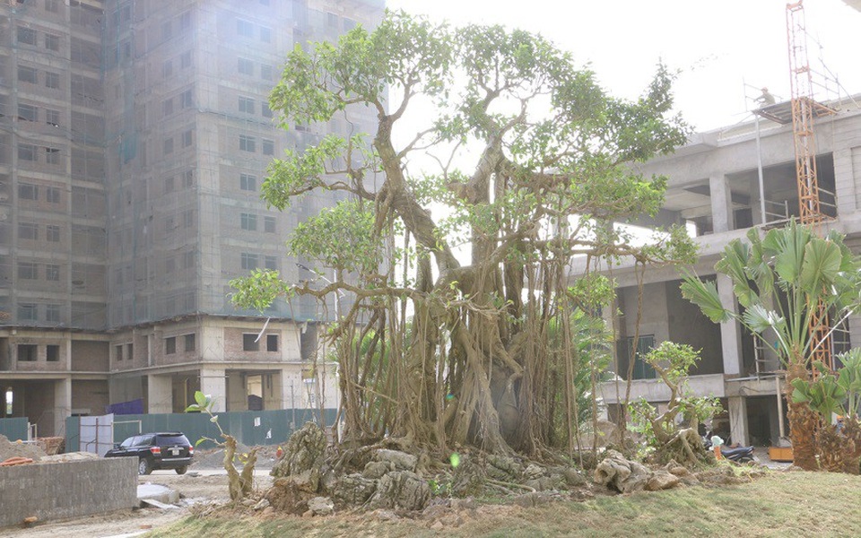 The Vesta: 488 căn hộ đã được bàn giao trước Tết 2018 - 3 Cây xanh, cảnh quan được đầu tư, chăm chút kỹ lưỡng và vẫn đang tiếp tục hoàn thiện để đẹp hơn mỗi ngày.