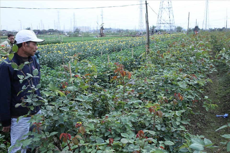 Làng hoa Tây Tựu "đánh cược" vụ Tết vì giá lạnh - 5