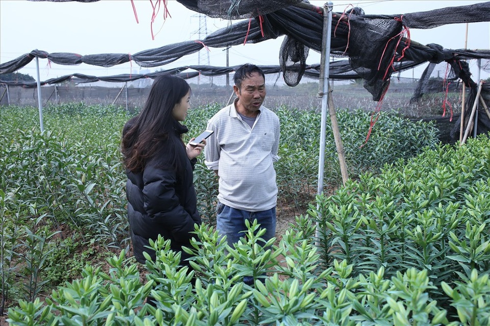 Làng hoa Tây Tựu "đánh cược" vụ Tết vì giá lạnh - 6