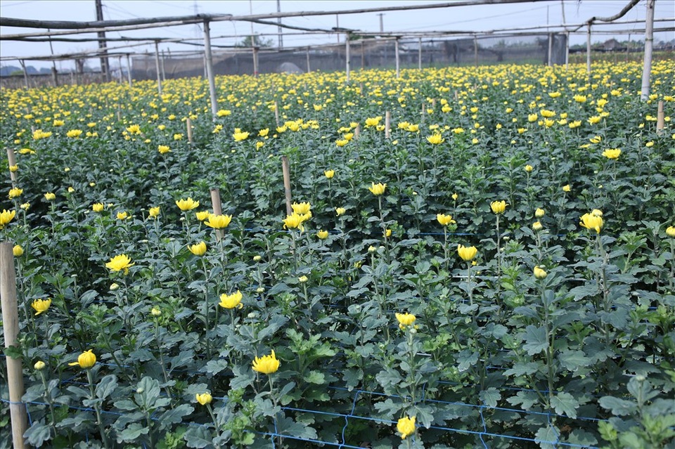 Làng hoa Tây Tựu "đánh cược" vụ Tết vì giá lạnh - 7
