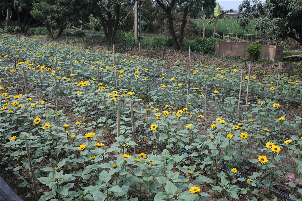 Làng hoa Tây Tựu "đánh cược" vụ Tết vì giá lạnh - 8