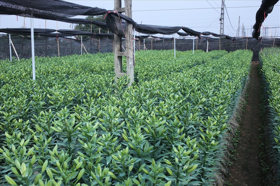 Làng hoa Tây Tựu "đánh cược" vụ Tết vì giá lạnh - 9