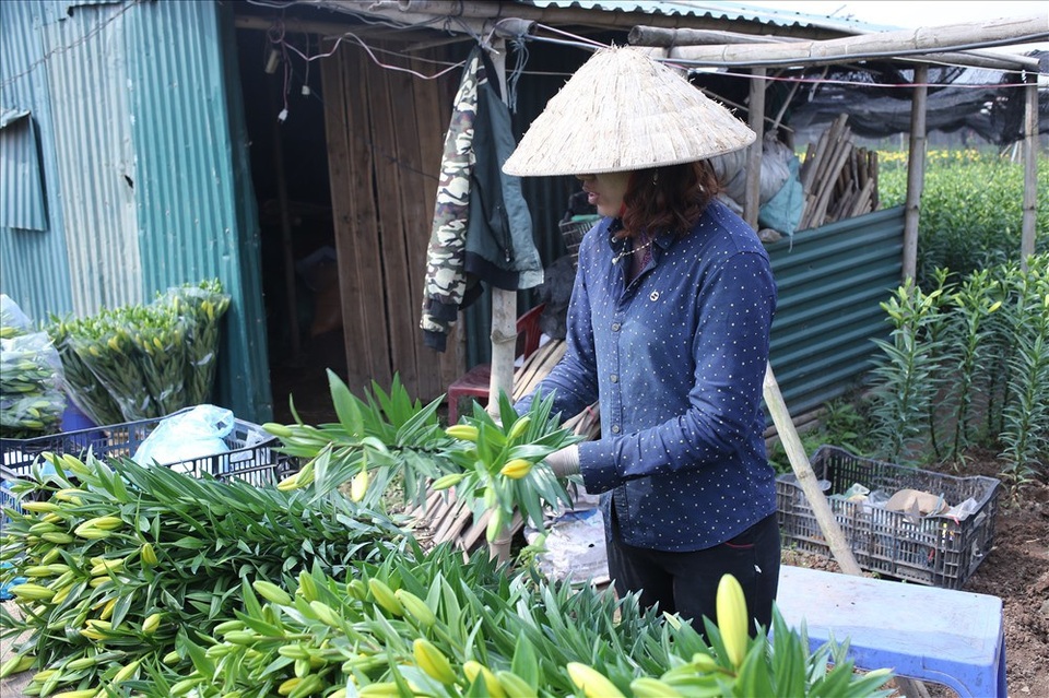 Làng hoa Tây Tựu "đánh cược" vụ Tết vì giá lạnh - 10