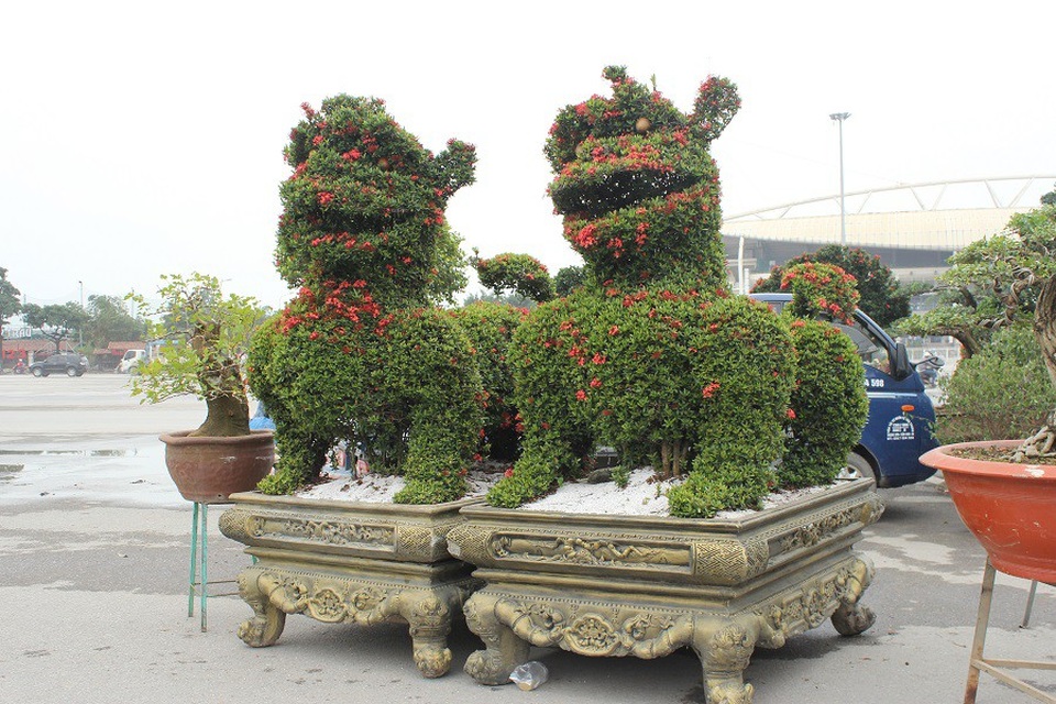 Phát sốt với cặp kiểng “khổng lồ” hình linh vật chó giá 300 triệu đồng - 10 Cặp kiểng được đặt trên chậu cảnh, bên dưới dải đá trắng đẹp mắt. Do việc tạo hình phức tạp hơn nên cặp Tỳ Hưu cây cảnh này cũng có giá bán cao hơn.
