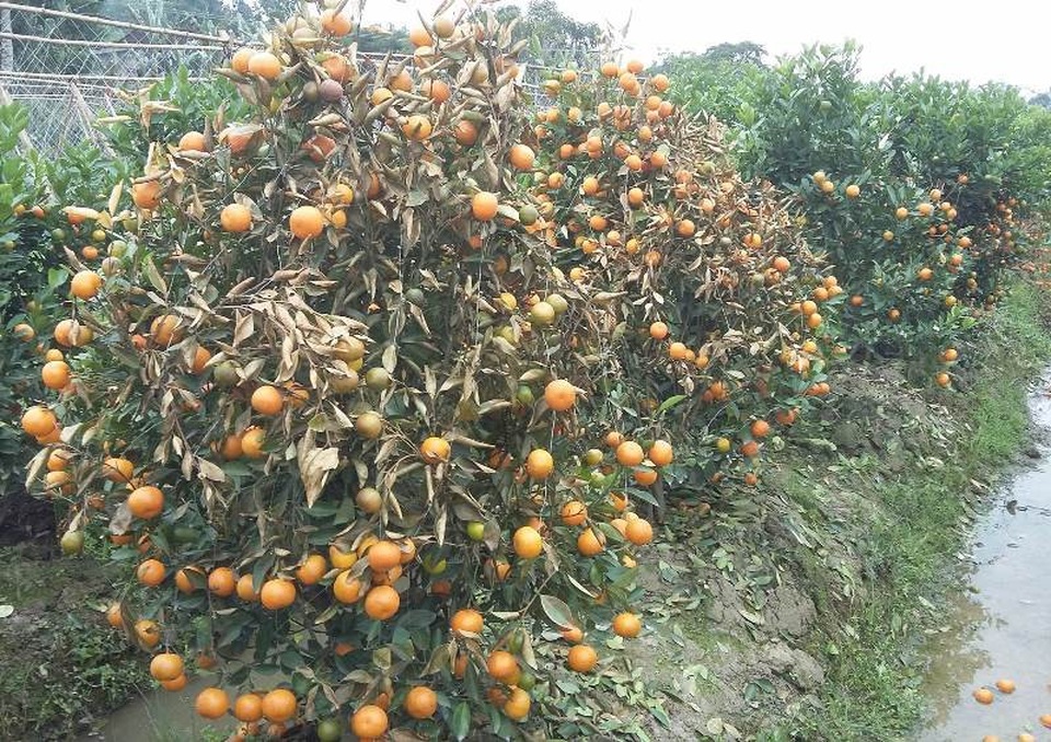 Hàng trăm cây quất cảnh bị kẻ gian phun thuốc diệt cỏ chết rụi - 2
Những cây quất cảnh bất ngờ bị héo khô, cháy vàng cả cây