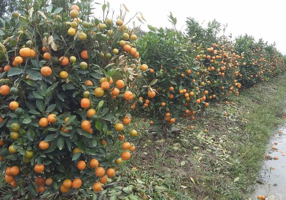 Hàng trăm cây quất cảnh bị kẻ gian phun thuốc diệt cỏ chết rụi - 3
Hàng trăm cây quất có nguy cơ mất trắng