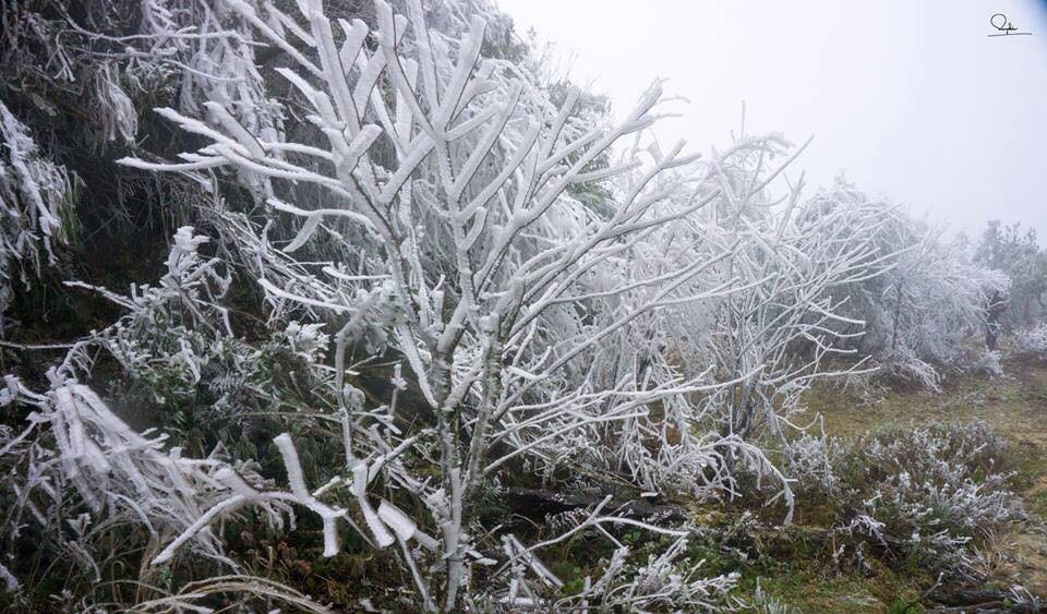 Sững sờ với cảnh băng tuyết trắng xóa tại Mù Cang Chải - 3 Lớp băng bám khá dày vào các cành cây, ngọn cỏ