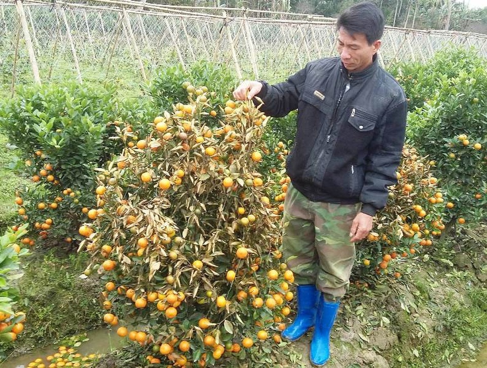 Hàng trăm cây quất cảnh bị kẻ gian phun thuốc diệt cỏ chết rụi - 5 Thành quả hàng năm trời đầu tư, chăm sóc khi chuẩn bị đến ngày thu hoạch thì kẻ gian tàn phá khiến người dân thiệt hại nặng nề