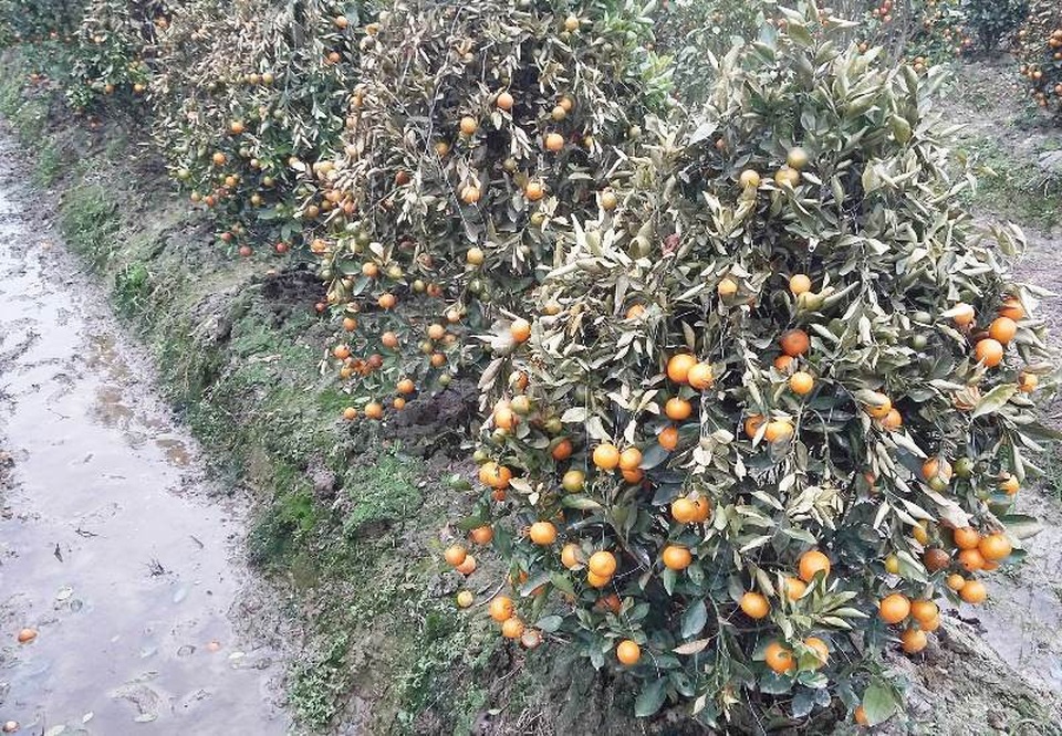 Hàng trăm cây quất cảnh bị kẻ gian phun thuốc diệt cỏ chết rụi - 6 Nhiều cây quất đã chết rụi lá