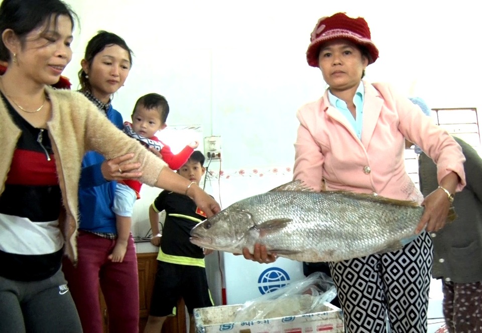 Ngư dân bắt được cá lạ nghi cá sủ vàng - 3 Người dân hiếu kì đến xem cá lạ nghi là cá sủ vàng ở xã Tam Tiến. (Ảnh CTV)