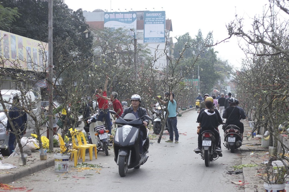 Cận cảnh lê rừng cổ thụ giá chục triệu “ồ ạt” xuống phố Hà Nội - 1 Dù Tết Nguyên đán đã trôi qua được gần nửa tháng thế nhưng thời điểm này nhiều gian hàng bán lê rừng tại chợ Quảng An (Tây Hồ, Hà Nội) vẫn thu hút nhiều khách mua hàng.