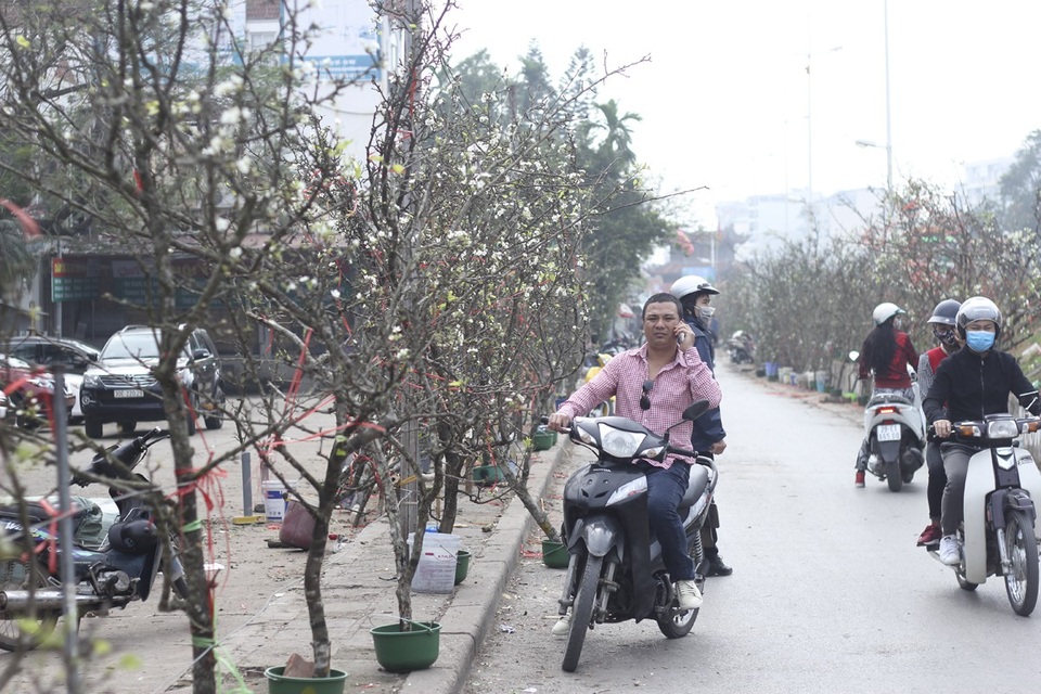 Cận cảnh lê rừng cổ thụ giá chục triệu “ồ ạt” xuống phố Hà Nội - 2 Theo các thương lái, lê rừng được đặt mua từ các cánh rừng thuộc các tỉnh miền núi phía Bắc như: Lào Cai, Sơn La đặc biệt là tại Mẫu Sơn (Lạng Sơn). Năm nay, hoa lê nở đẹp song giá cao gấp 2-3 lần so với mọi năm.