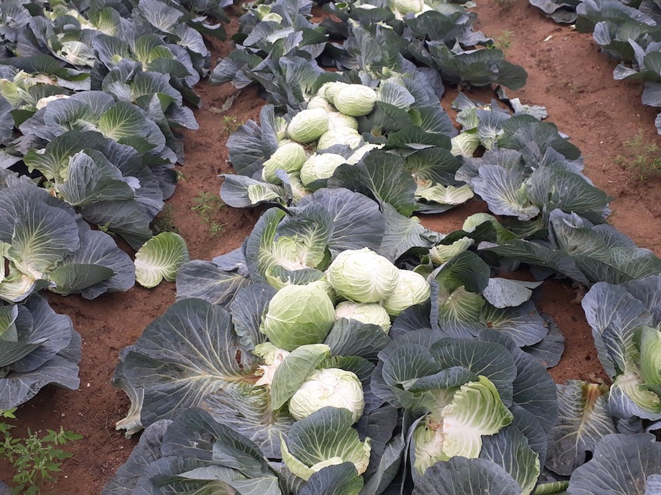 Nông sản rớt giá thê thảm, bán 1kg rau không mua nổi ly trà đá - 5
Cải bắp giá chỉ 1.000 đồng/kg.